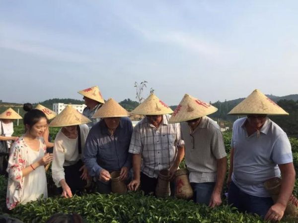 外国友人春伦茶场体验采茶
