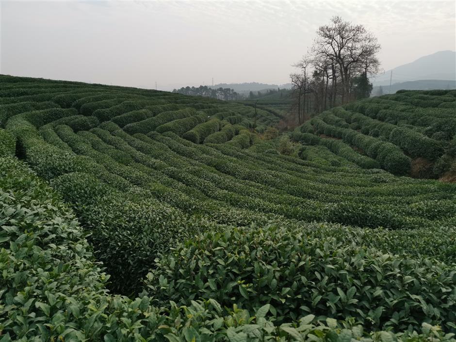 Black tea maker keeps tradition alive in Longwu