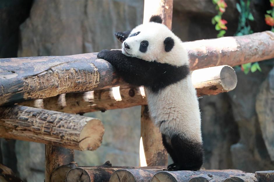 Boy panda is a handful, from tiny cub to 'little fatty'