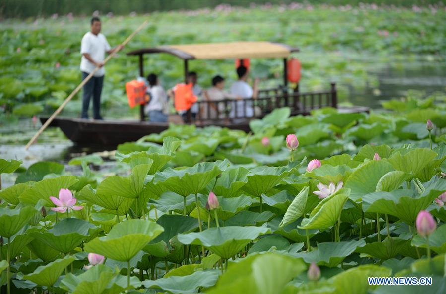 CHINA-LIAONING-WETLAND PARK-LOTUS-BLOSSOM (CN)