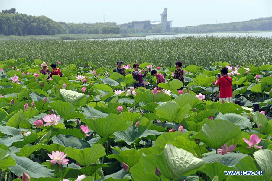 CHINA-LIAONING-WETLAND PARK-LOTUS-BLOSSOM (CN)