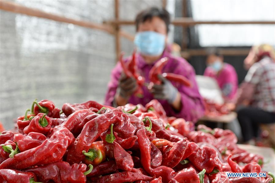 CHINA-XINJIANG-BOHU COUNTY-CHILI-HARVEST (CN) 