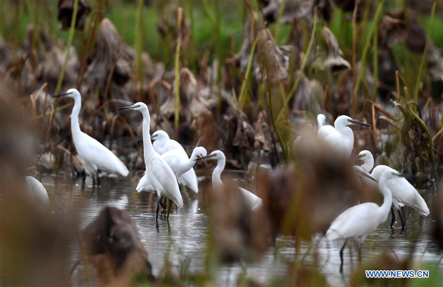#CHINA-GUANGXI-LIUZHOU-EGRETS (CN)