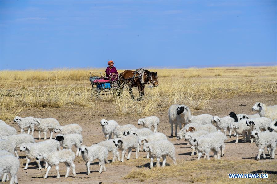 Daily life of herdswoman in China's Inner Mongolia