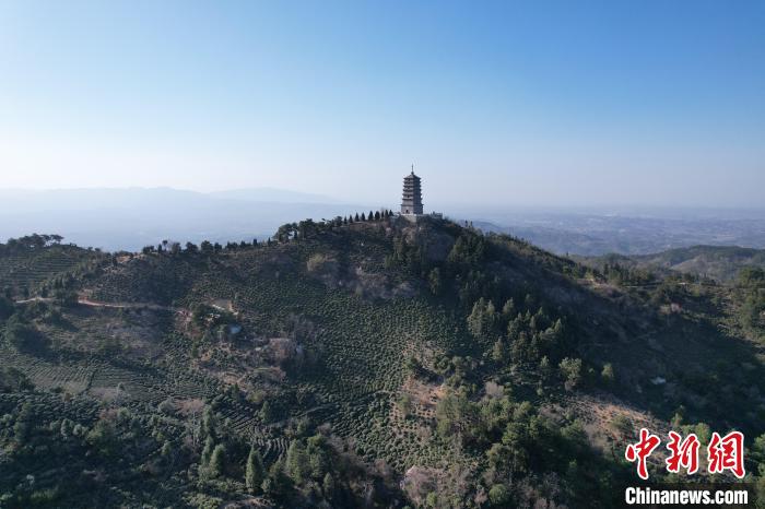 图为信阳车云山上层层叠叠的茶园。 杨大勇 摄