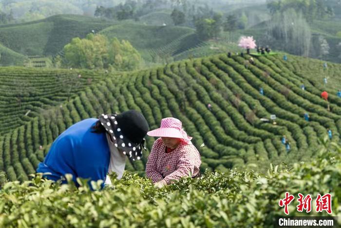 图为采茶人忙于采摘春茶。 欧阳国威 摄