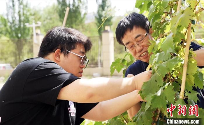 图为父子俩绑葡萄架。 崔博群 摄