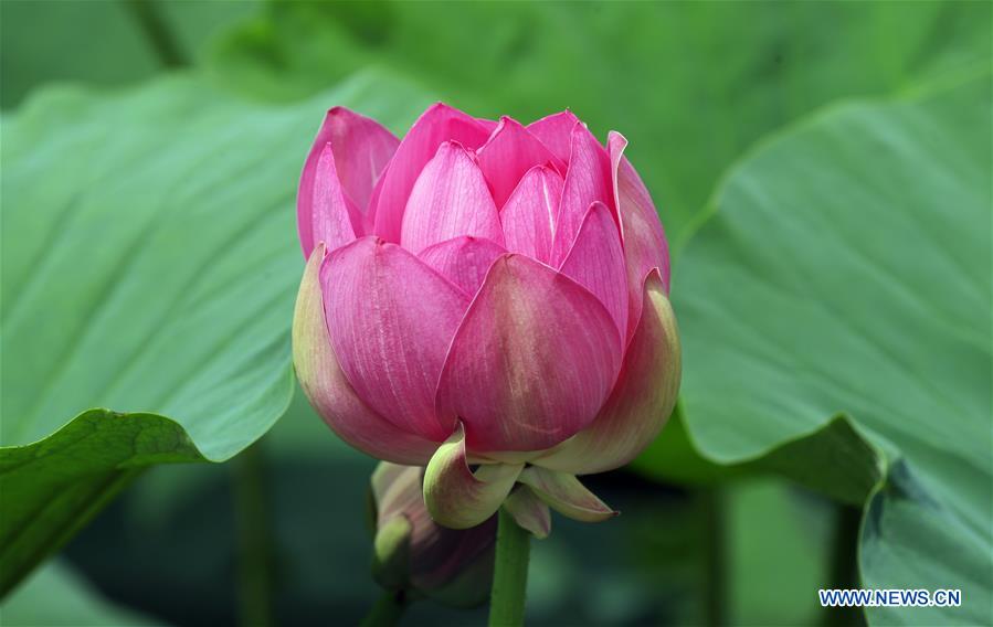 CHINA-LIAONING-WETLAND PARK-LOTUS-BLOSSOM (CN)