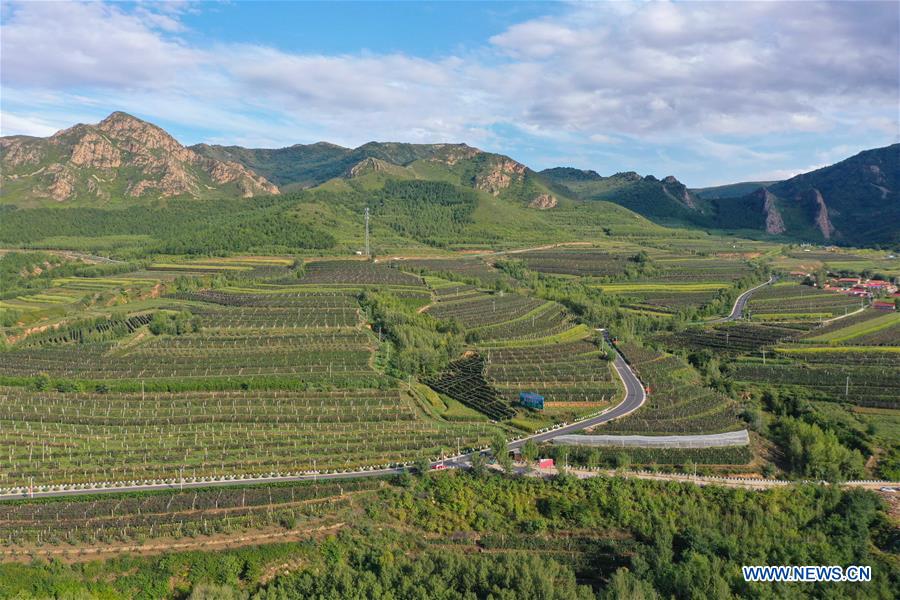 CHINA-INNER MONGOLIA-CHIFENG-GRAPE-INDUSTRY (CN)