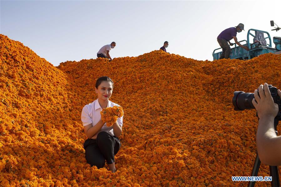 CHINA-XINJIANG-MARIGOLD-HARVEST (CN)